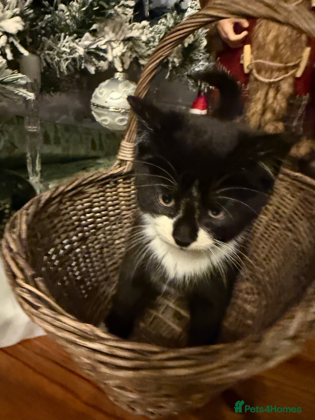 Mixed Breed cats for sale:  **  kittens for Sale  - Advert 4