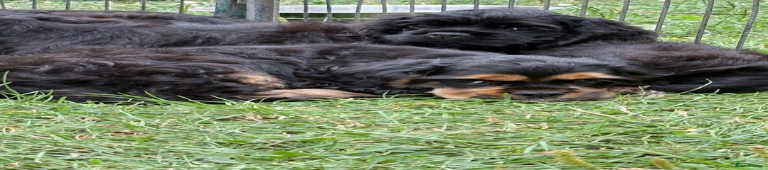 American Cocker Spaniel 