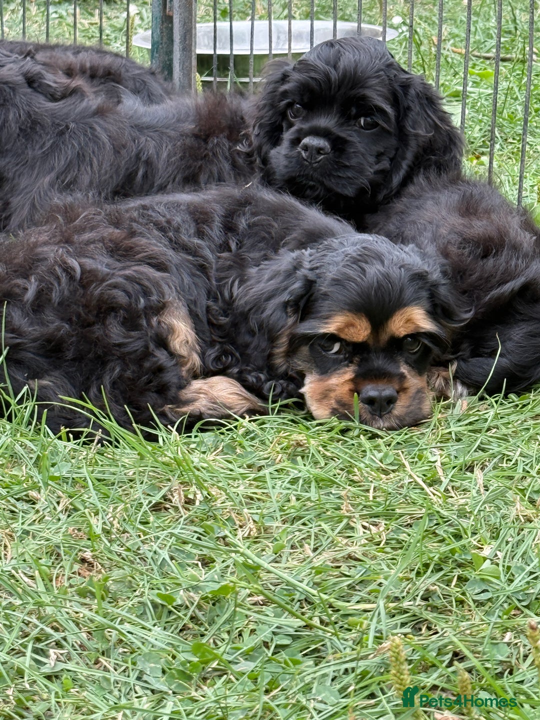 American Cocker Spaniel dogs for sale: Quality American Cocker spaniel puppies  - Image 9