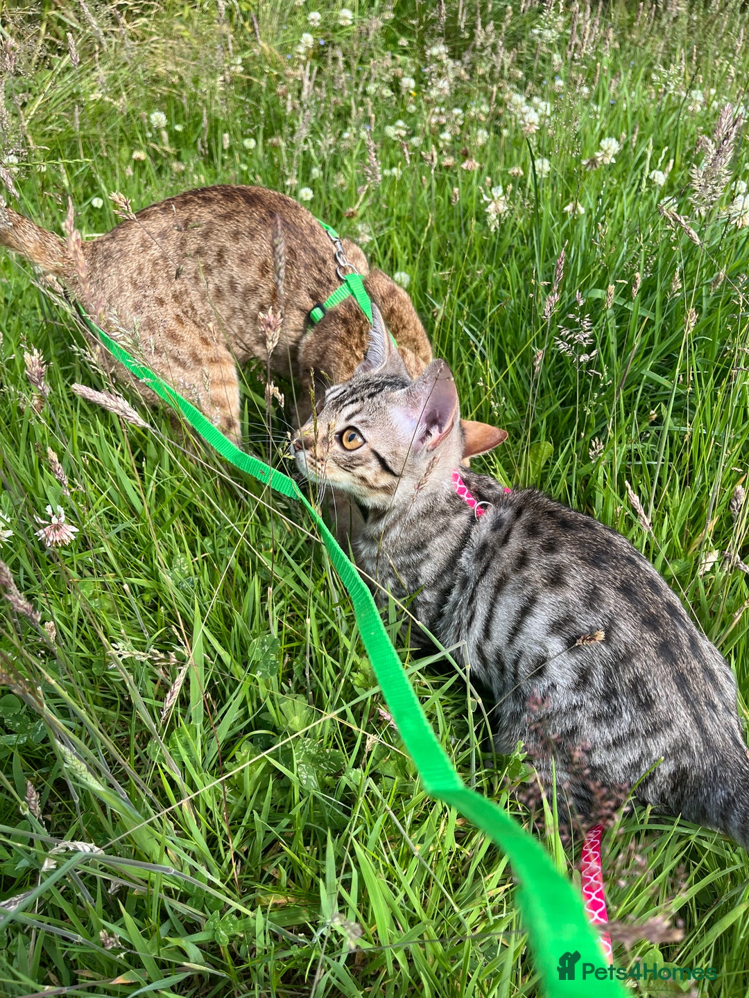 Ocicat cats for sale: Ocicat Kittens Available in Aberdeenshire in Alford - Image 6