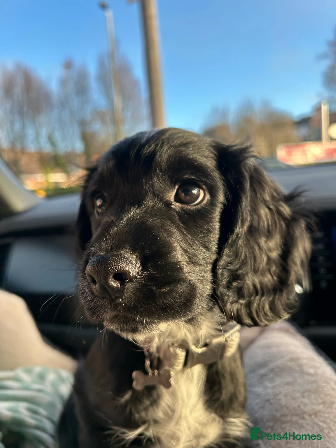 Cocker Spaniel dogs for stud: Working Cocker Spaniel-Proven Stud Available 🐾 - Advert 6