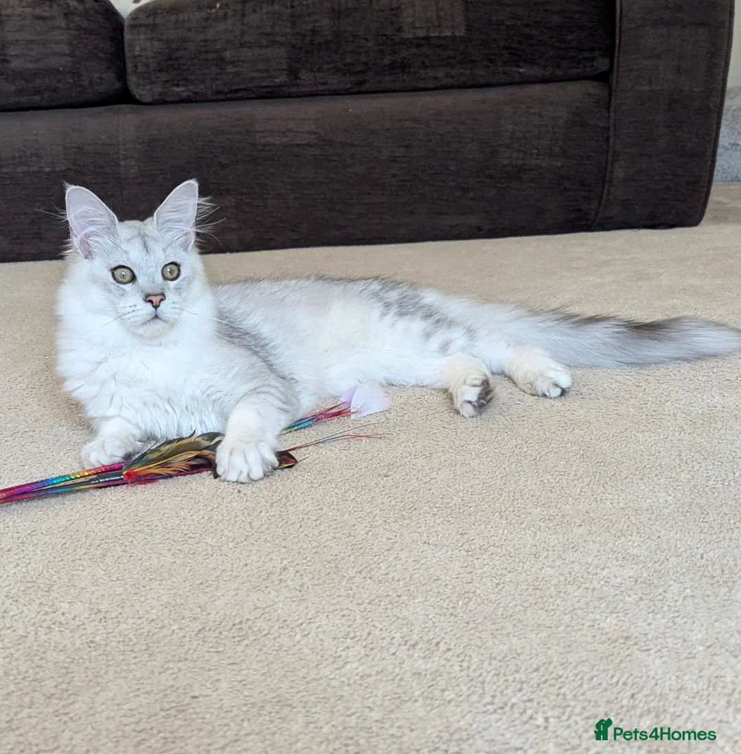 Maine Coon cats for sale: Tica Registered Shaded Kitten - Advert 9