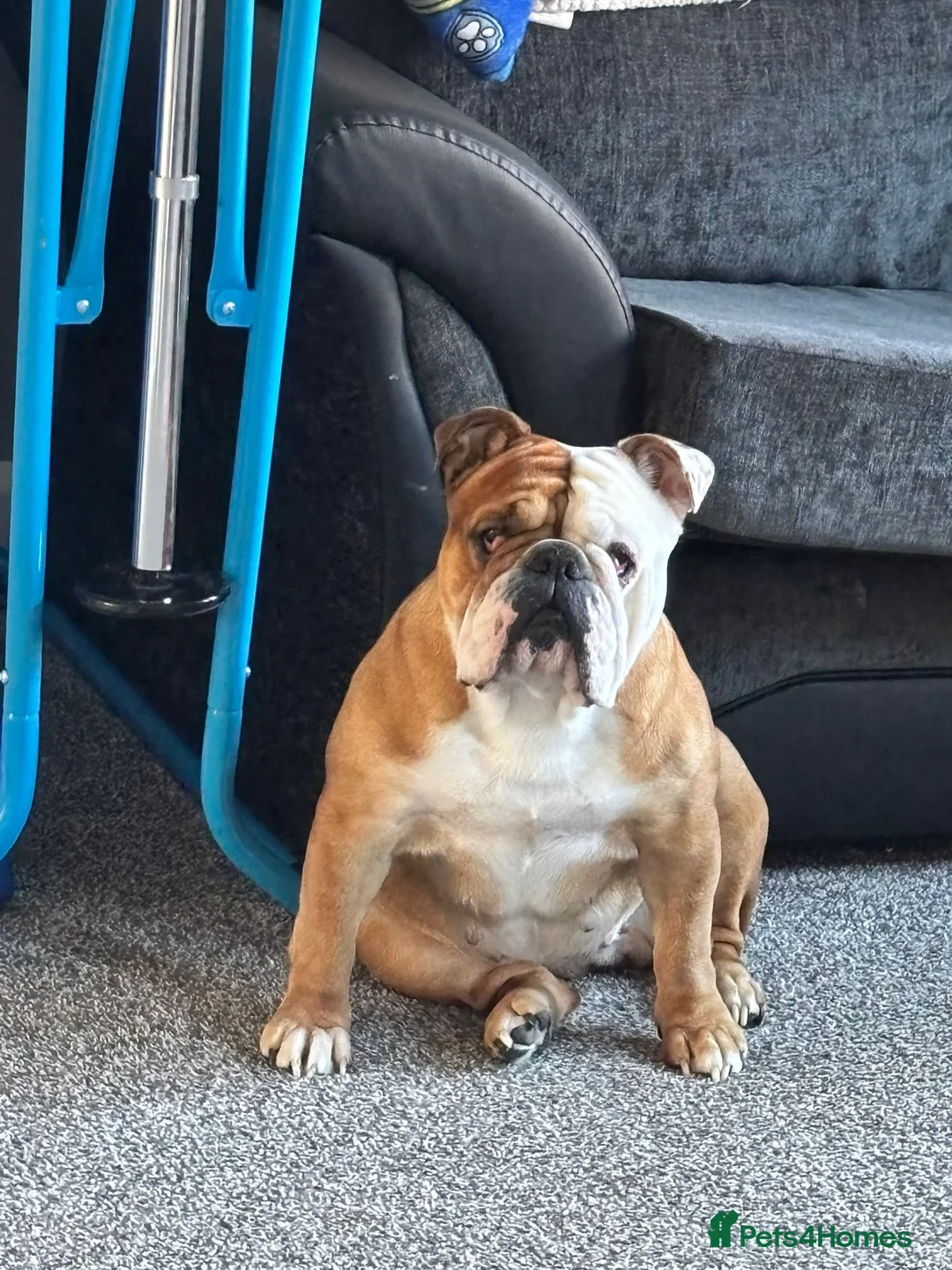 English Bulldog dogs for sale: English bulldog for sale - Advert 11
