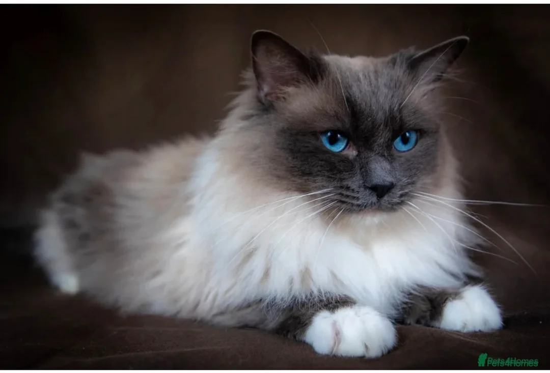 Ragdoll cats for sale: Beautiful ragdoll kittens  in Stourport-on-Severn - Advert 11