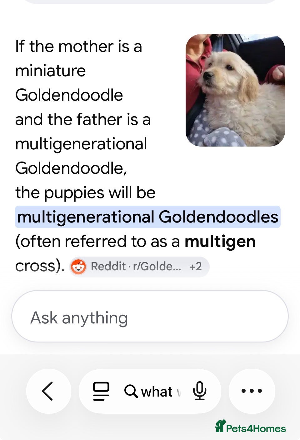 Mini Goldendoodle dogs Beautiful miniature Golden Doodle puppies - Advert 2