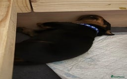 Rottweiler dogs for sale: Rottweiler puppies - Image 9