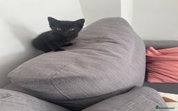 Mixed Breed cats for sale:  Adorable Kittens Ready for Their Forever Homes!  - Image 9
