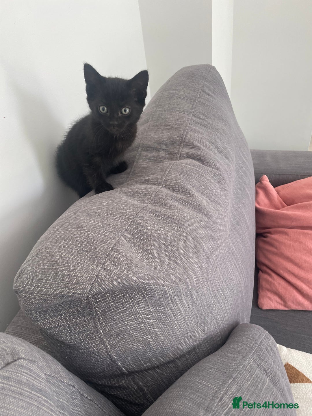 Mixed Breed cats for sale:  Adorable Kittens Ready for Their Forever Homes!  - Image 9