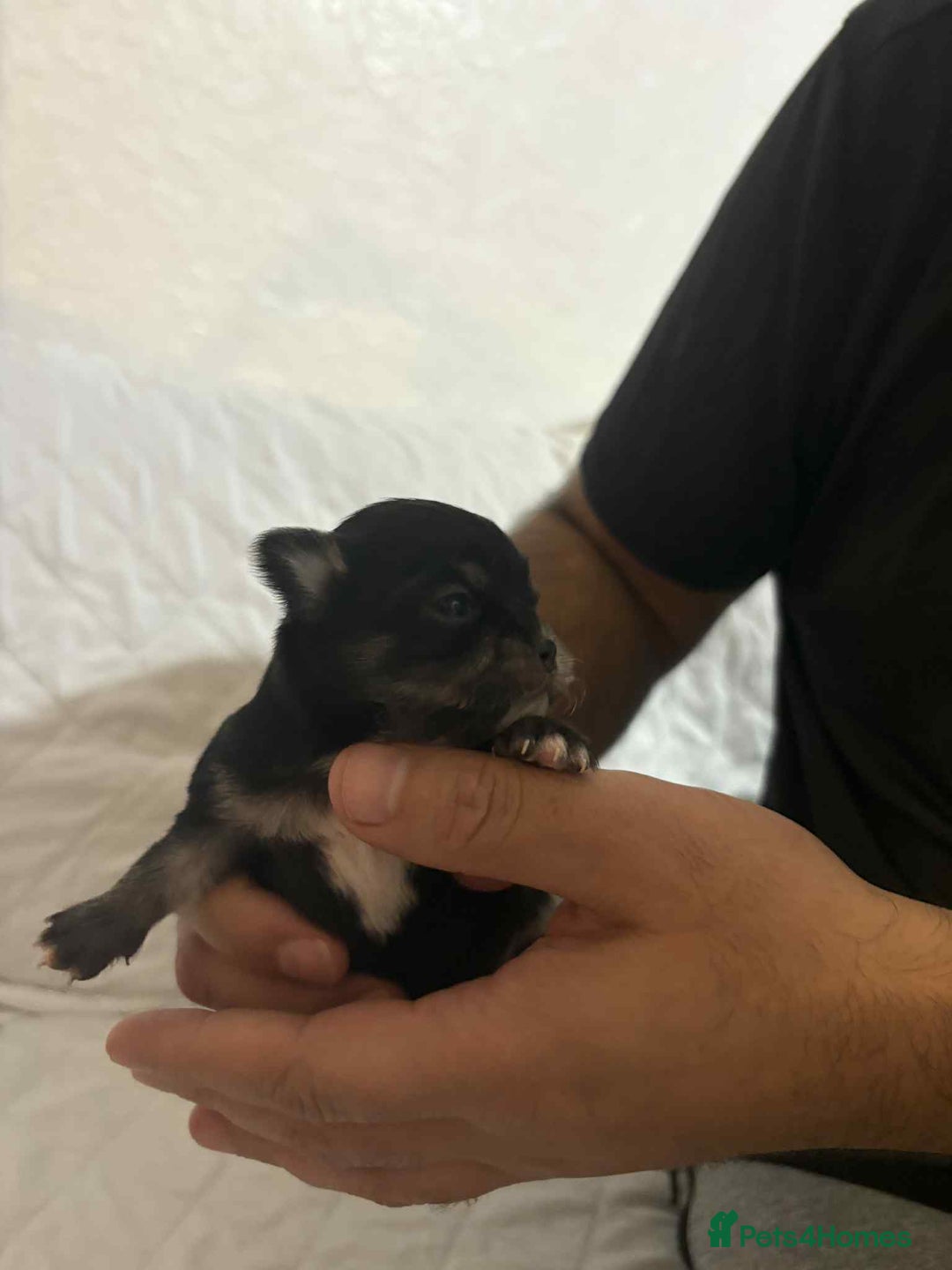 Chihuahua dogs for stud: Chihuahua for stud  - Advert 7