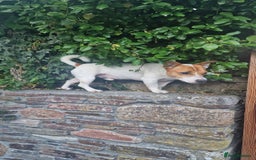 Jack Russell dogs for stud: Jack Russell Stud - Image 8