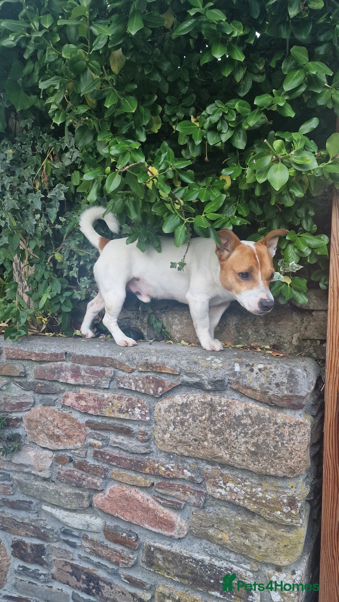 Jack Russell dogs for stud: Jack Russell Stud - Image 8