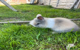 Lionhead rabbits for sale: Lion head  - Image 19