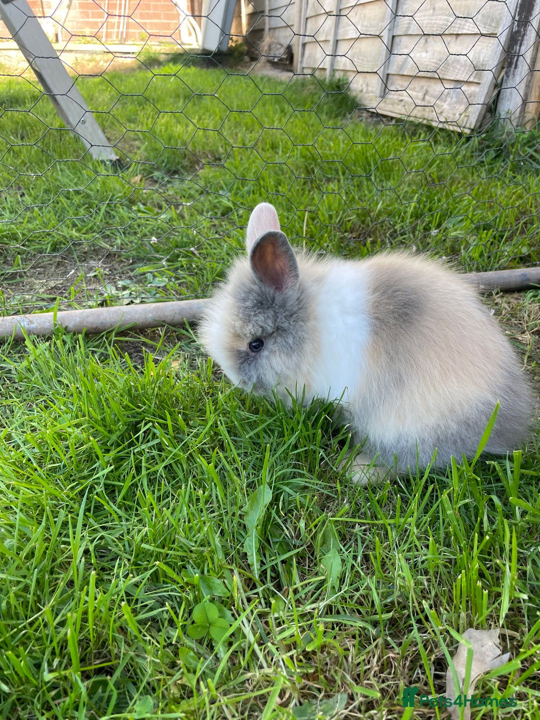 Lionhead rabbits for sale: Lion head  - Image 19