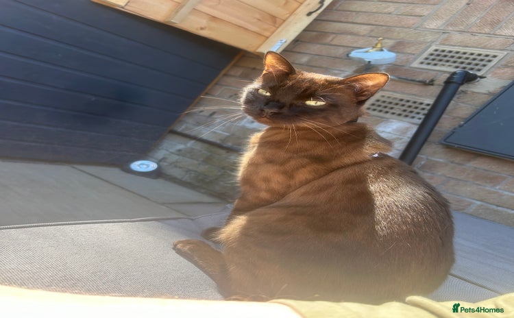 Bengal cats - Advert 5