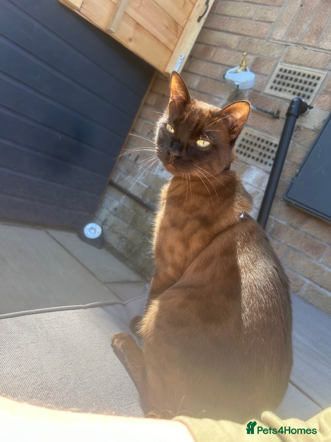 Bengal cats for sale: Female Melanistic Bengal - Image 1