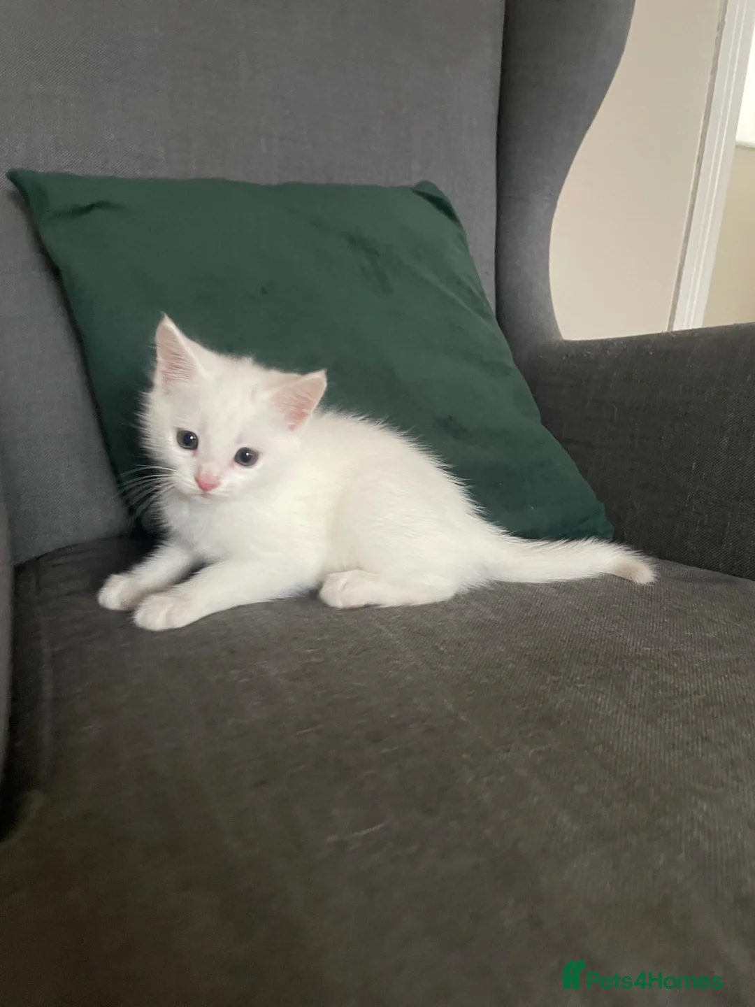 Mixed Breed cats for sale:     Maine Coon Mix Kittens in Belper - Advert 2
