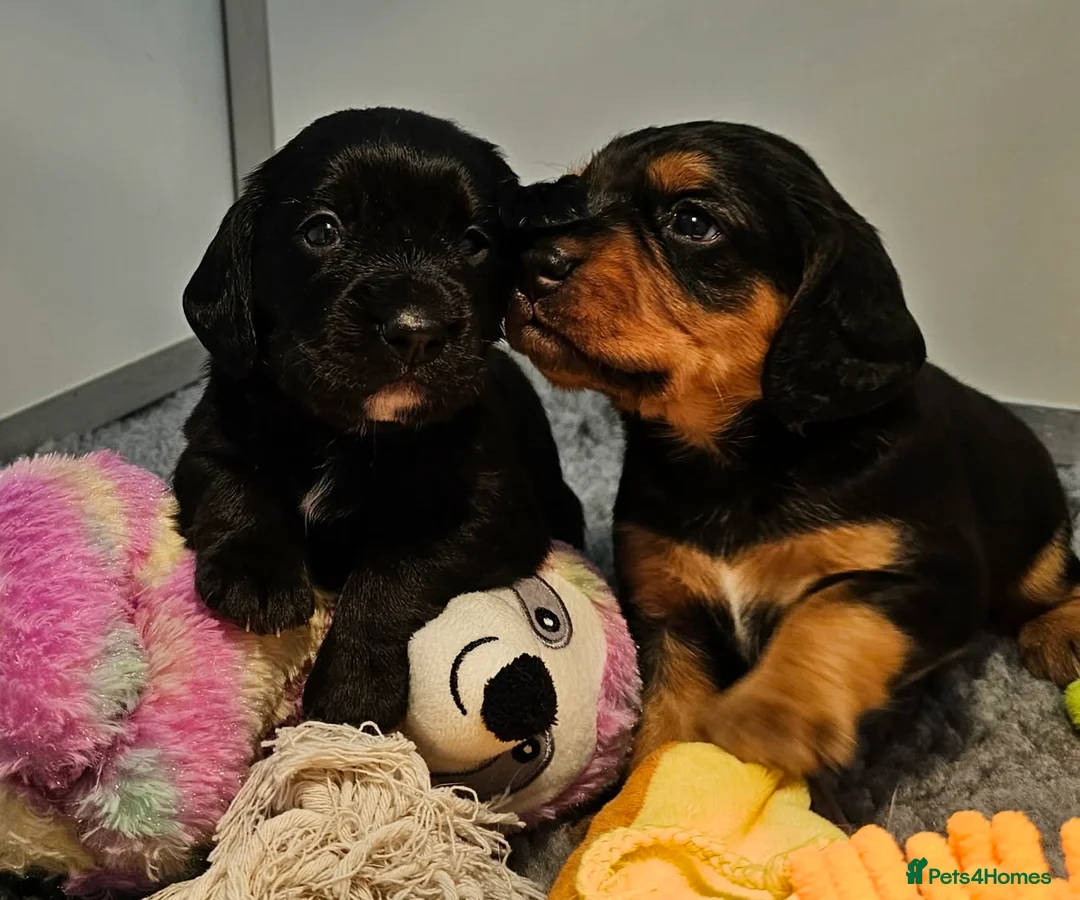 Bocker dogs for sale: Beautiful Bocker Bitch Puppies - Ready 25.02.26 - Advert 13