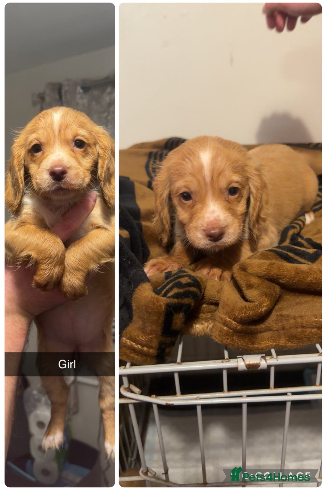 Cocker Spaniel dogs for sale: Cocker spaniel pups  - Advert 3