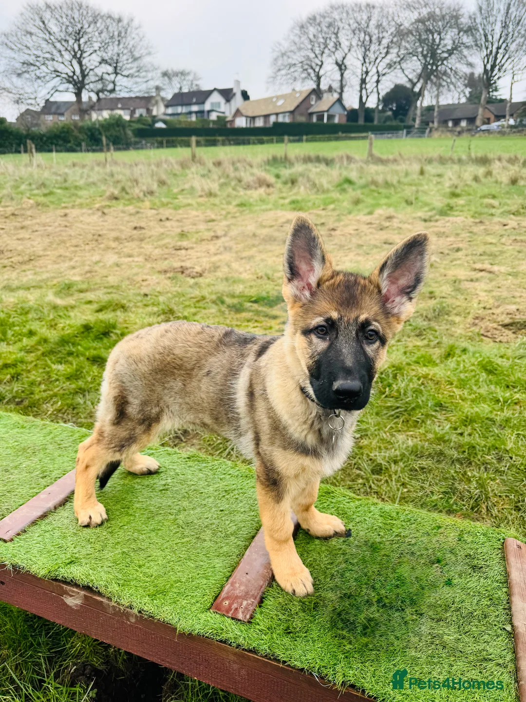 German Shepherd dogs for sale: 4.5 month old male German Shephard - Advert 29