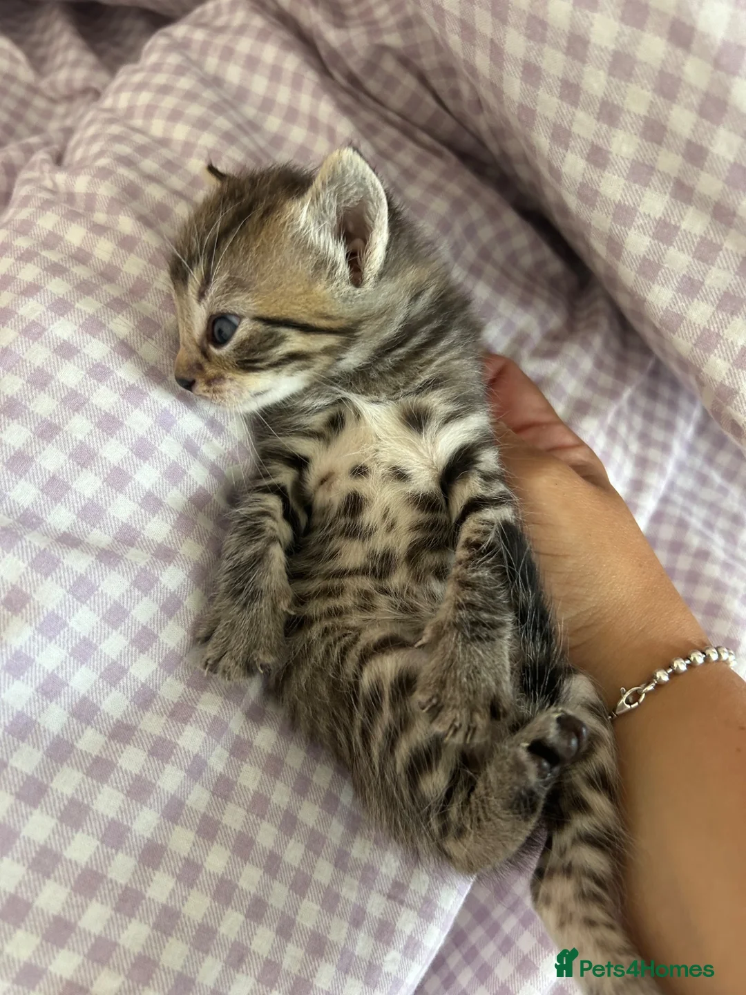 Ragdoll cats for sale: Half ragdoll half bengal kittens - Advert 2