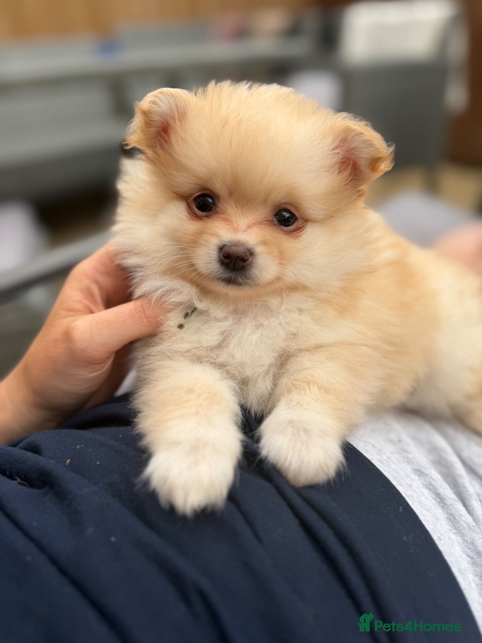 Pomeranian dogs Pomeranian puppies ready to view 2x girls 1x boy  - Advert 17