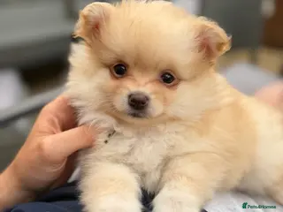 Pomeranian dogs Pomeranian puppies ready to view 2x girls 1x boy - Advert 17
