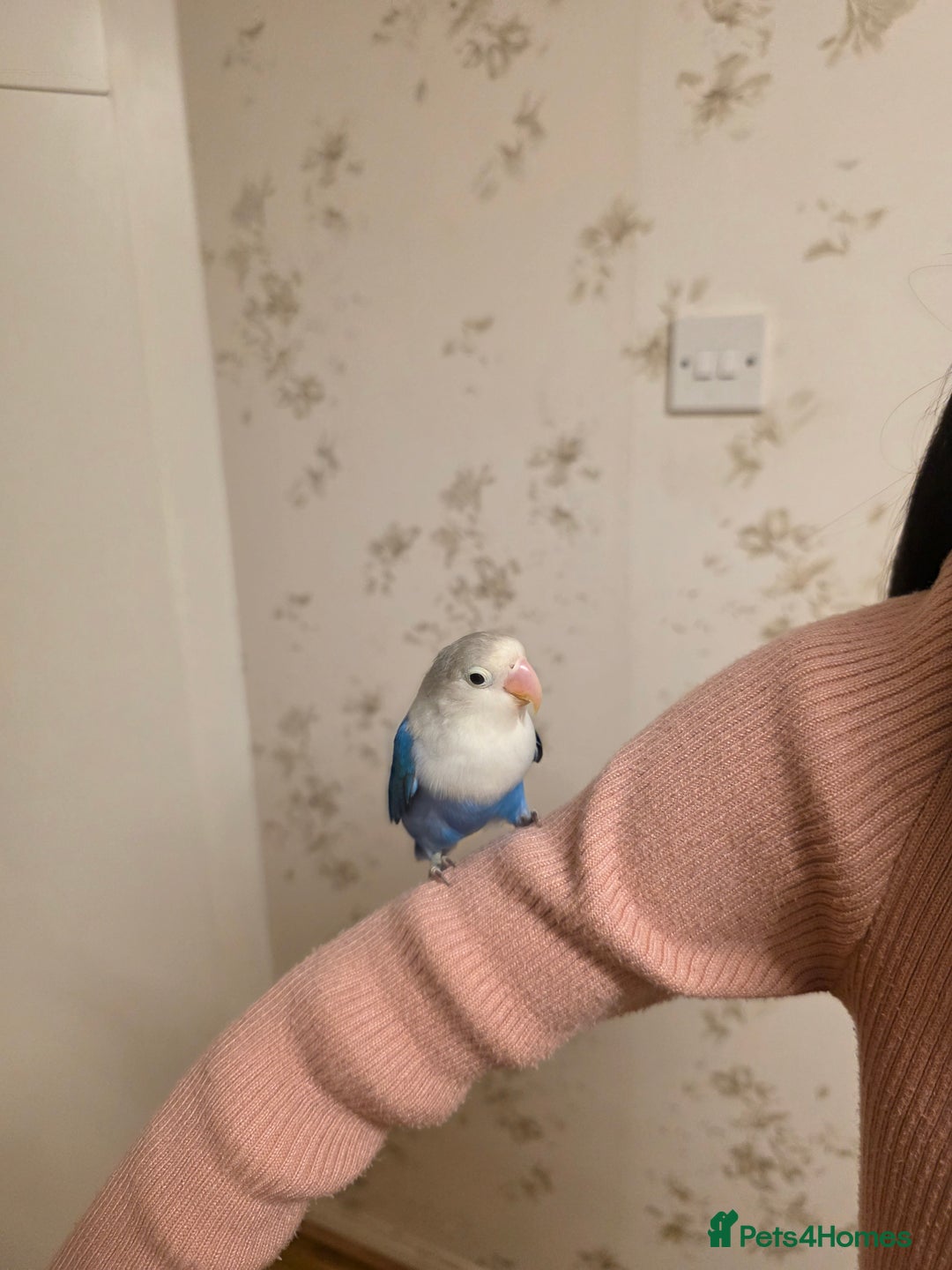 Lovebirds birds for sale: Fischer Love bird to sell  - Advert 8