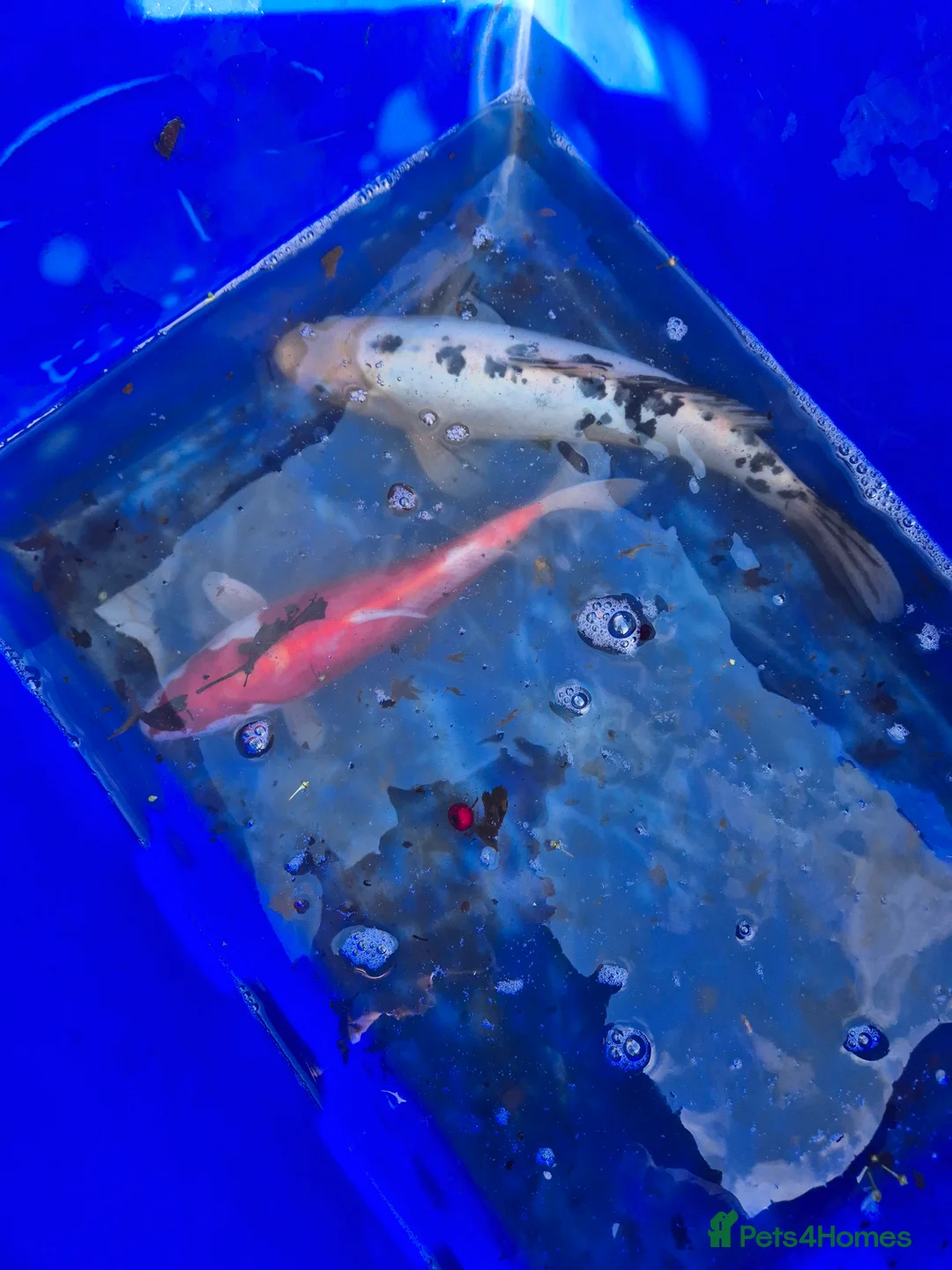 Koi Carp fish for sale: Koi fish - Advert 2