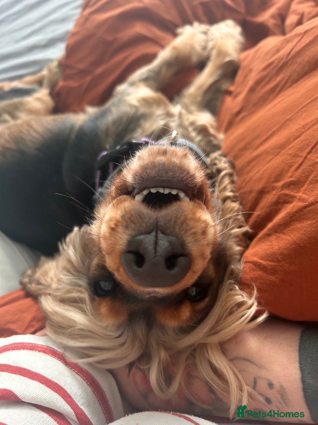 Cocker Spaniel dogs for sale: Ruby, Cocker Spaniel 2,5 years old - Advert 6