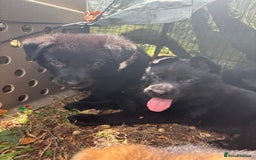 German Shepherd dogs for sale: Vonlisand M-litter - Image 22