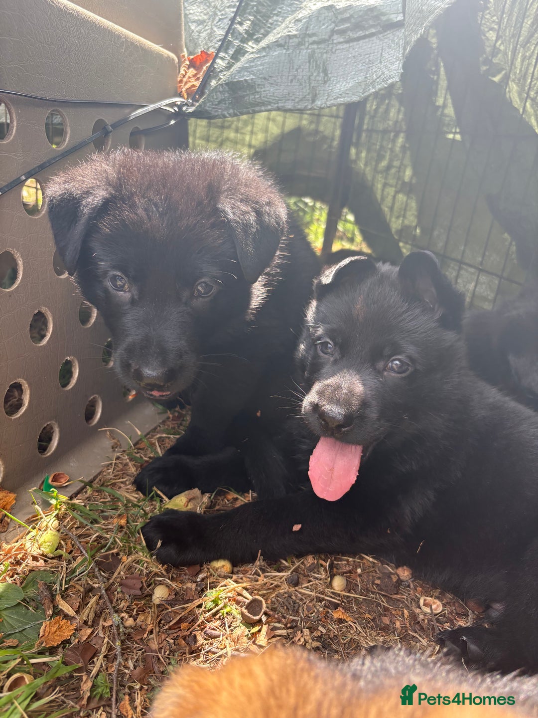 German Shepherd dogs for sale: Vonlisand M-litter - Image 22