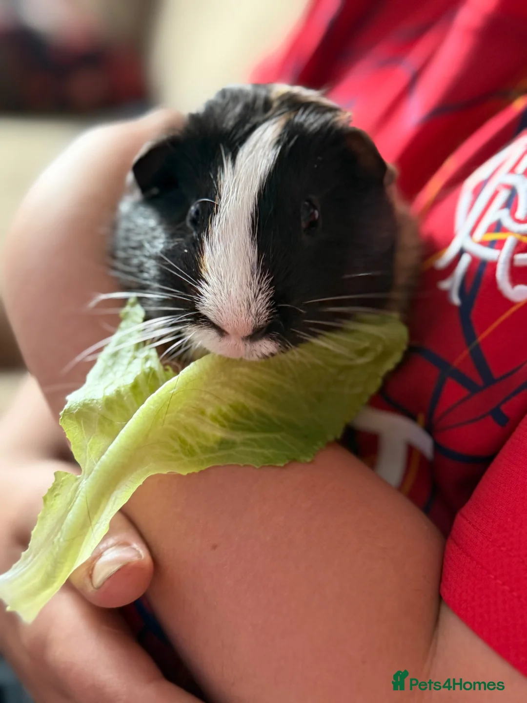 Guinea Pig rodents for sale: 2 male guinea pigs - Advert 2