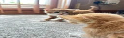 Mixed Breed cats for sale: Cute cats for sell in Maldon - Advert 5