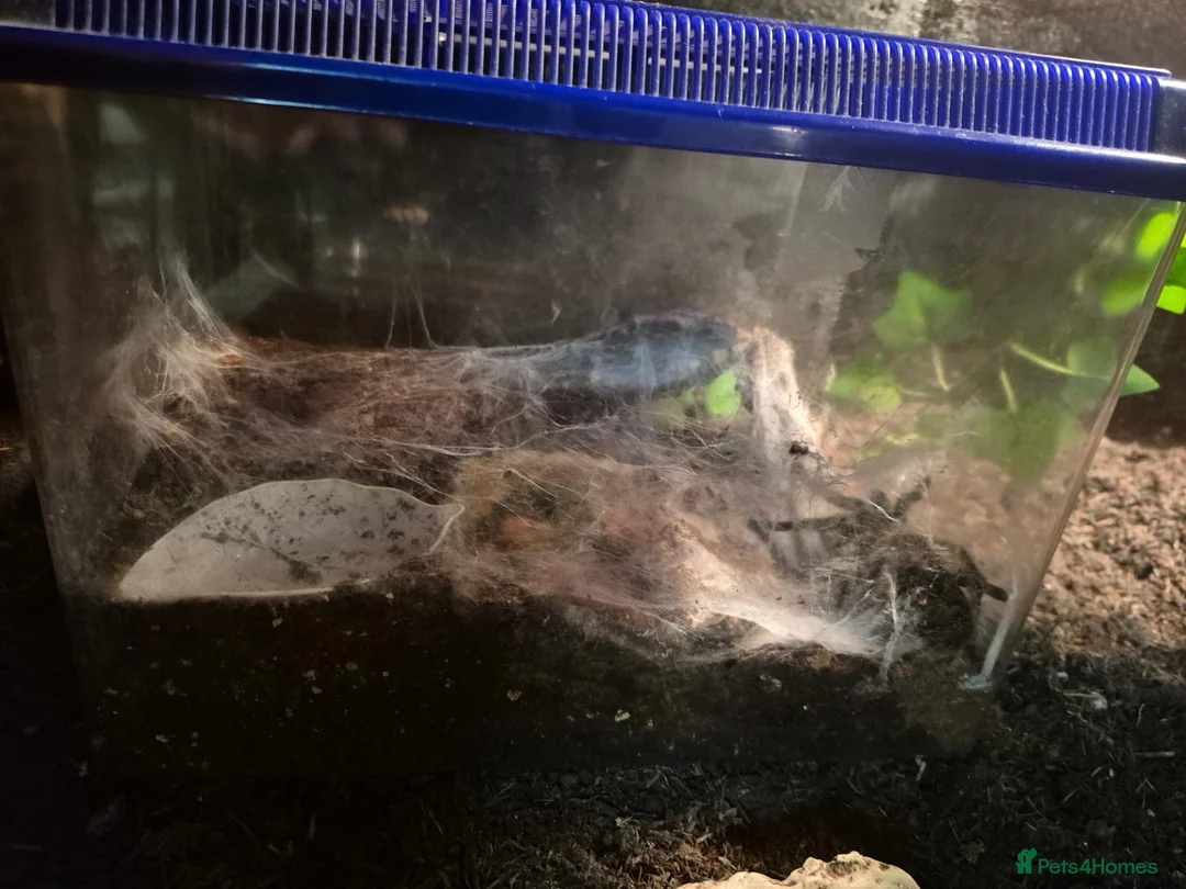 Mixed Breed reptiles for sale: Goliath bird eating tranchula  - Advert 2