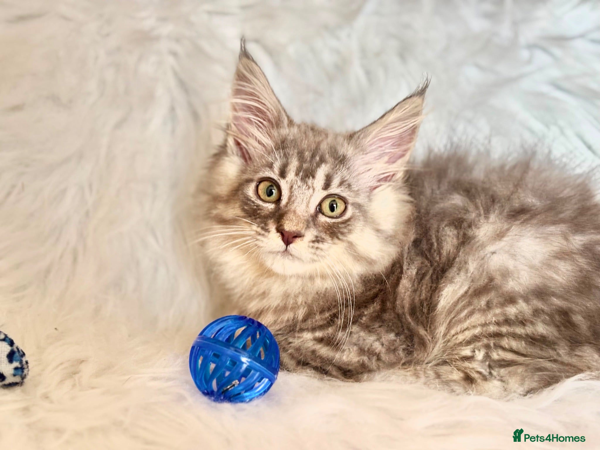 Maine Coon cats Maine coon kittens fluffy cuddly kittens - Advert 1