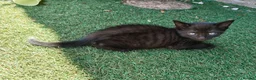 Mixed Breed cats for sale: Four kittens  - Advert 7