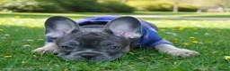 French Bulldog dogs for sale: Pick of the litter - great quality frenchie - Advert 4