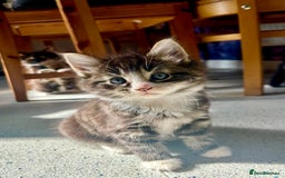 Mixed Breed cats for sale: 5 🩷beautiful kittens looking for a lovely home🩷 - Image 4