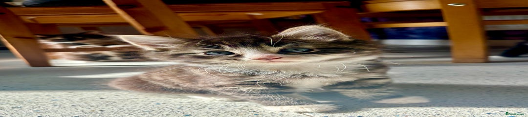 Mixed Breed Kitten 3