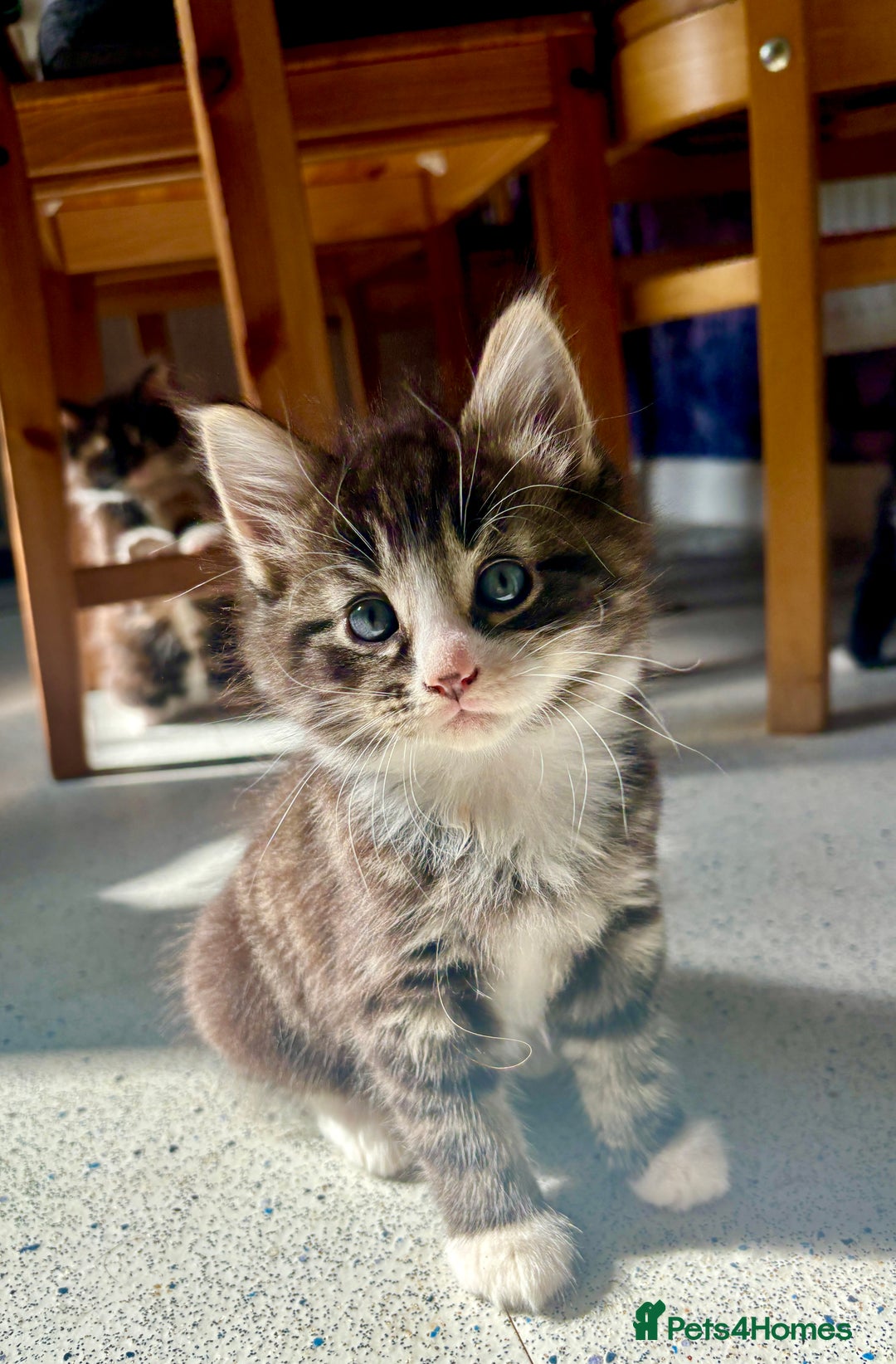 Mixed Breed cats for sale: 5 🩷beautiful kittens looking for a lovely home🩷 - Image 4