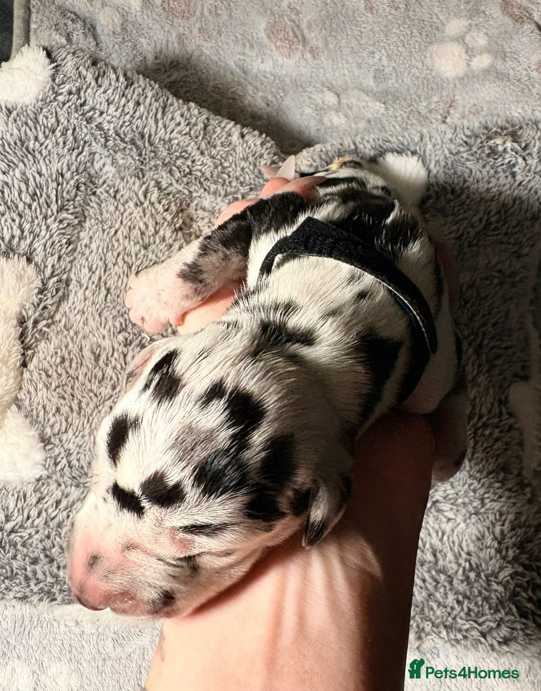 Great Dane dogs for sale: 12x healthy Great Dane puppies - Advert 11