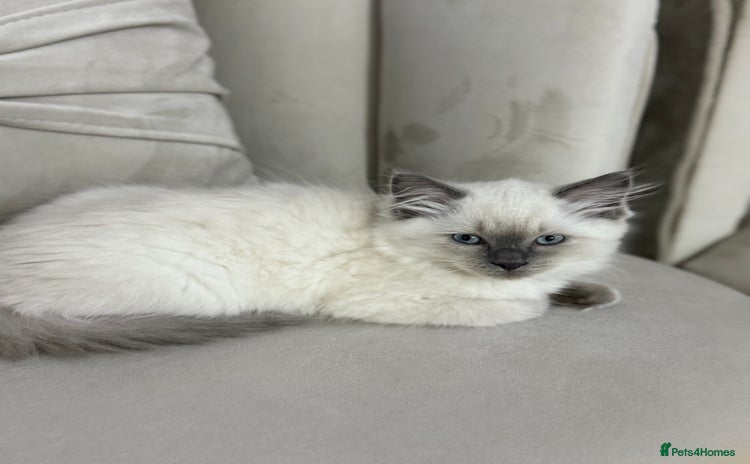 Ragdoll cats - Advert 13