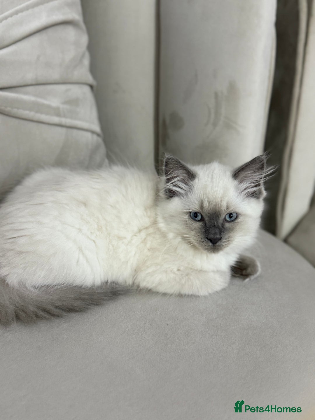 Ragdoll cats for sale: Ragdoll for sale  - Image 1