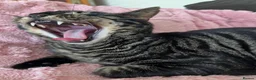 Mixed Breed cats for sale: 2yr Old Bengal Cross Female  in Lowestoft - Advert 2