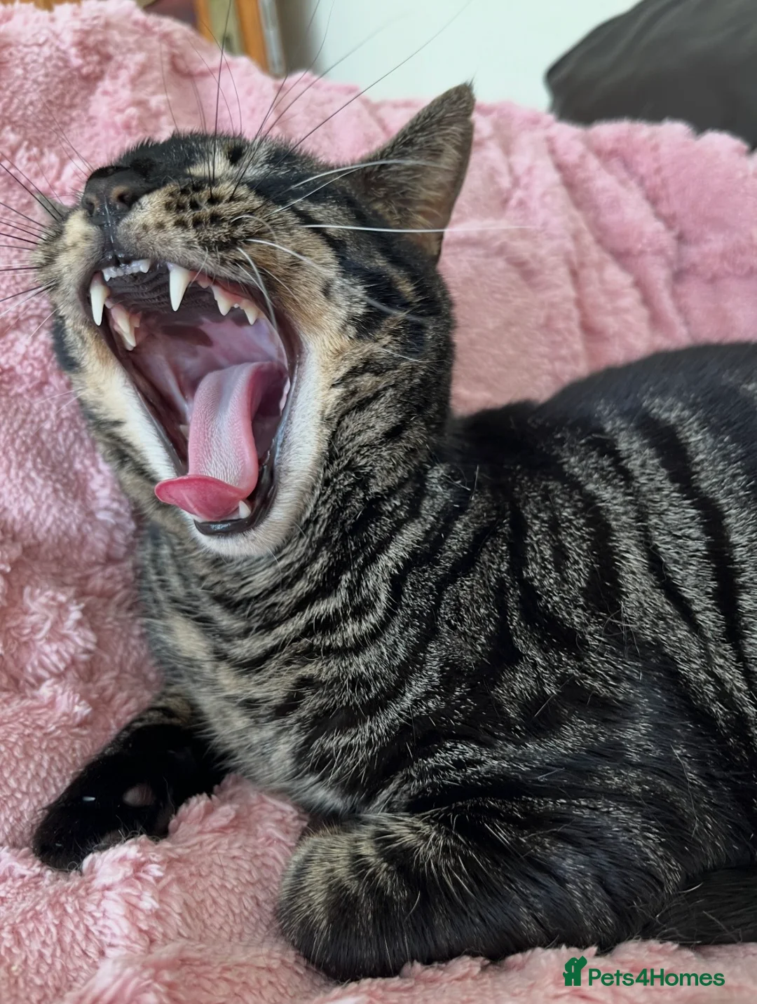 Mixed Breed cats for sale: 2yr Old Bengal Cross Female  in Lowestoft - Advert 2