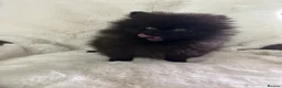 Pomeranian dogs for sale: Russian/Taiwan Pomeranian puppies - Advert 10