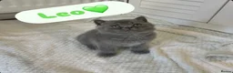 British Shorthair cats for sale: TICA Registered British Shorthair Kittens for Sale - Advert 17