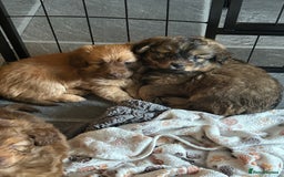 Mixed Breed dogs for sale: Beautiful cavapoopoms looking for forever homes  - Image 2