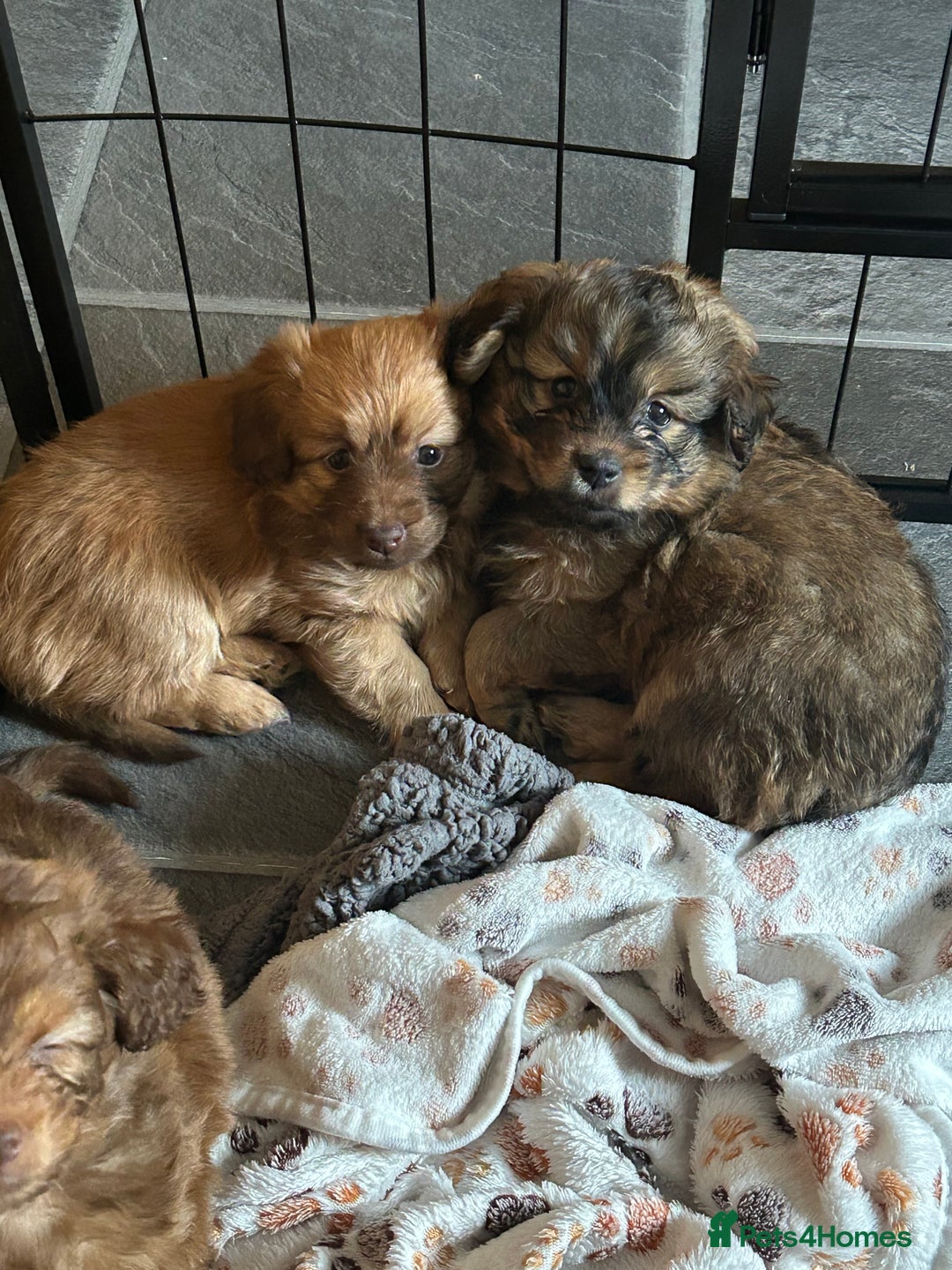 Mixed Breed dogs for sale: Beautiful cavapoopoms looking for forever homes  - Image 2