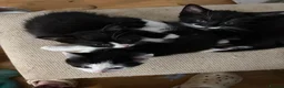 Mixed Breed cats for sale: Kittens  in Bristol - Advert 3